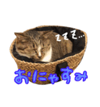 【ココラテ】普段使えるネコのスタンプ（個別スタンプ：10）
