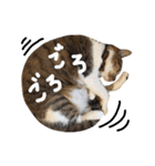 【ココラテ】普段使えるネコのスタンプ（個別スタンプ：18）
