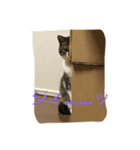 しゅうにゃんdeぽん ver1.3（個別スタンプ：1）