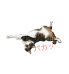 しゅうにゃんdeぽん ver1.3（個別スタンプ：2）