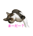 しゅうにゃんdeぽん ver1.3（個別スタンプ：7）