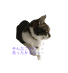 しゅうにゃんdeぽん ver1.3（個別スタンプ：8）