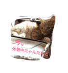 デッキー（個別スタンプ：15）