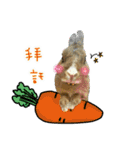 bingo rabbit（個別スタンプ：3）
