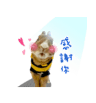 bingo rabbit（個別スタンプ：4）