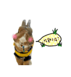 bingo rabbit（個別スタンプ：6）