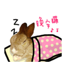 bingo rabbit（個別スタンプ：8）