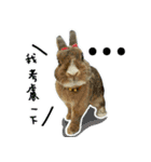 bingo rabbit（個別スタンプ：11）