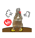 bingo rabbit（個別スタンプ：13）