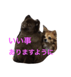 no dog no life  2（個別スタンプ：2）