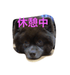 no dog no life  2（個別スタンプ：11）