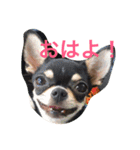 DOG FORCE 5チワワ（個別スタンプ：1）