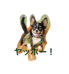 DOG FORCE 5チワワ（個別スタンプ：2）