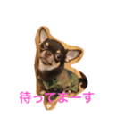 DOG FORCE 5チワワ（個別スタンプ：3）