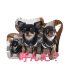 DOG FORCE 5チワワ（個別スタンプ：4）