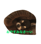 DOG FORCE 5チワワ（個別スタンプ：5）