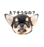 DOG FORCE 5チワワ（個別スタンプ：6）