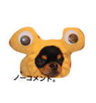 DOG FORCE 5チワワ（個別スタンプ：7）