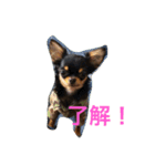 DOG FORCE 5チワワ（個別スタンプ：8）