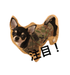 DOG FORCE 5チワワ（個別スタンプ：9）