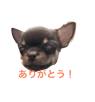 DOG FORCE 5チワワ（個別スタンプ：10）
