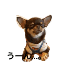 DOG FORCE 5チワワ（個別スタンプ：11）