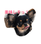 DOG FORCE 5チワワ（個別スタンプ：12）