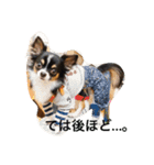 DOG FORCE 5チワワ（個別スタンプ：13）