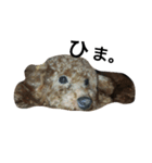 可愛い愛犬スタンプ（個別スタンプ：1）
