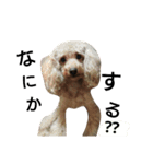 可愛い愛犬スタンプ（個別スタンプ：2）