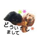 可愛い愛犬スタンプ（個別スタンプ：5）