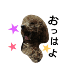 可愛い愛犬スタンプ（個別スタンプ：6）