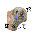 可愛い愛犬スタンプ（個別スタンプ：7）