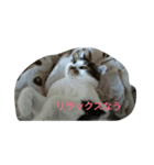 cats smile222（個別スタンプ：7）