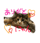 我が家のぬこさん（個別スタンプ：1）