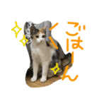 我が家のぬこさん（個別スタンプ：2）