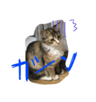 我が家のぬこさん（個別スタンプ：4）