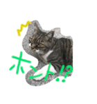 我が家のぬこさん（個別スタンプ：9）