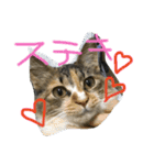 我が家のぬこさん（個別スタンプ：10）