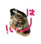 我が家のぬこさん（個別スタンプ：11）