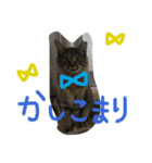 我が家のぬこさん（個別スタンプ：12）