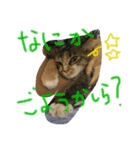 我が家のぬこさん（個別スタンプ：14）