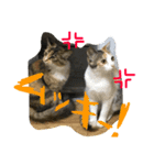我が家のぬこさん（個別スタンプ：15）