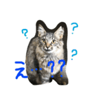 我が家のぬこさん（個別スタンプ：16）