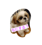 シーズー(犬)のコロン（個別スタンプ：1）
