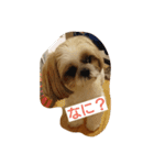 シーズー(犬)のコロン（個別スタンプ：2）