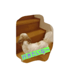 シーズー(犬)のコロン（個別スタンプ：3）