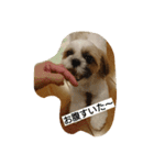 シーズー(犬)のコロン（個別スタンプ：5）