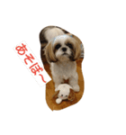 シーズー(犬)のコロン（個別スタンプ：6）