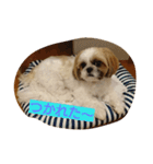シーズー(犬)のコロン（個別スタンプ：7）